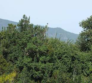 Grüne Landschaft