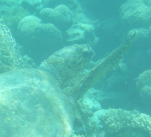 Eine Schildkröte am Hotelriff