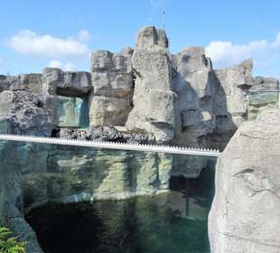 Eisbären-Gehege im Zoo am Meer