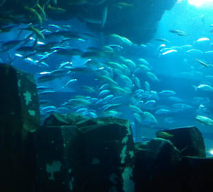 Aquarium