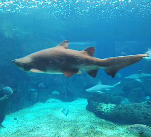 CretAquarium