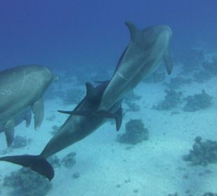 Delfinschwimmen Hurghada