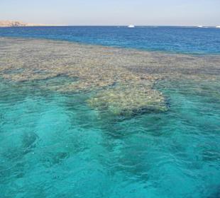 Schönes Korallenriff