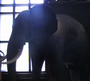 Naturhistorisches Museum