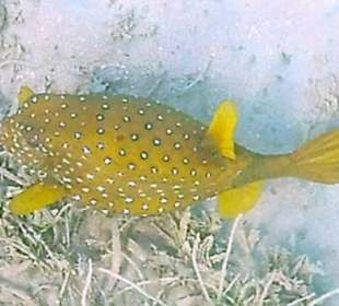 Schnorcheln Abu Soma