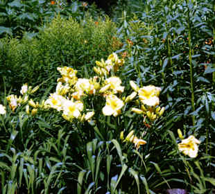 Park Schloss Moyland