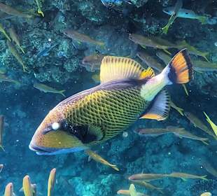 Schnorcheln Coraya Bay Marsa Alam