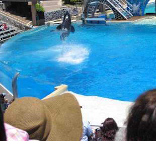 Killerwalvorführung