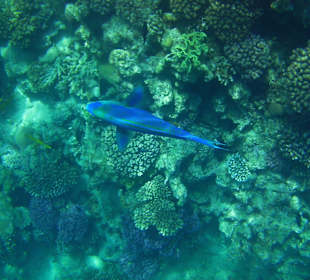 Am Hausriff unterwegs