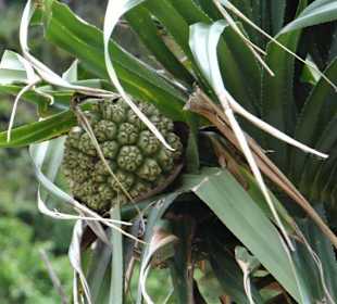 Vegetation