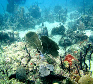 Unterwasserwelt