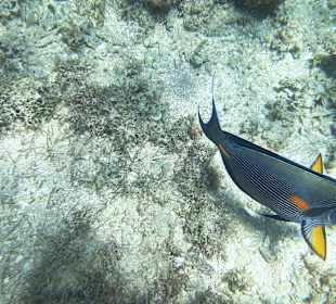 Schnorcheln Abu Soma