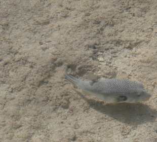 Супер рыбы!