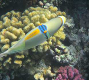 Schnorcheln beim Fort Arabesque