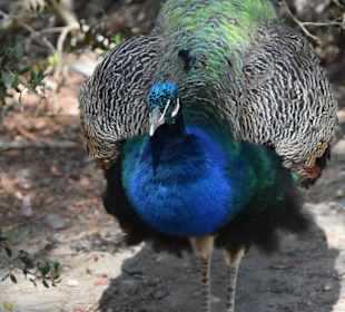 Pfau