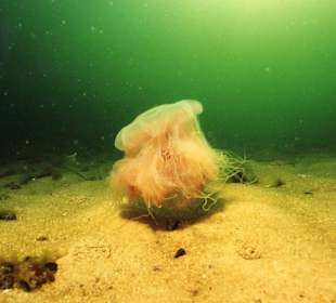 Feuerqualle mit Lichteinfall