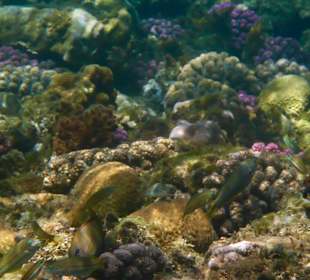 Riff vor Hotel Steigenberger Coraya Beach