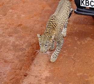 Leopard auf Beutejagd