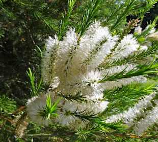Blüten im Parque da Cicade