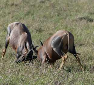 Safari in der Masai Mara