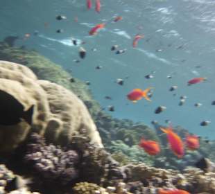 Schnorcheln Marsa Alam