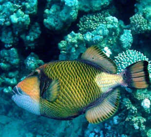 Riesendrücker am Riff