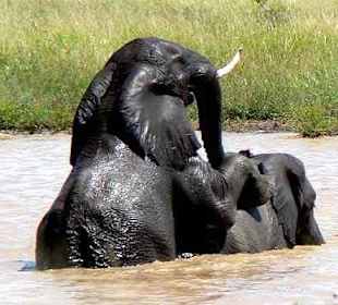 Elephants playing leap frog or is it?