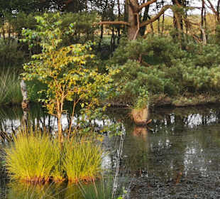 Pietzmoor