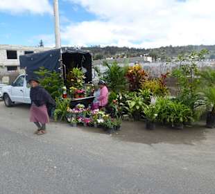 Pflanzen gab es auch