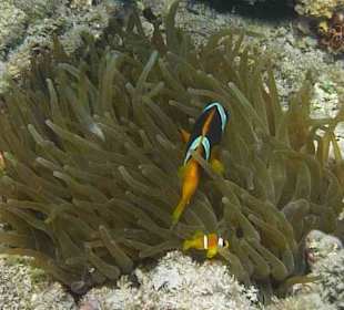 Schnorcheln am Hausriff