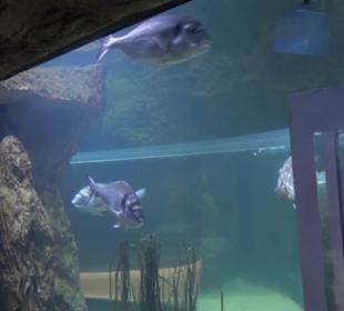 National Aquarium Malta