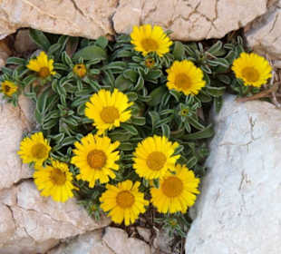 Blumen neben dem Strand