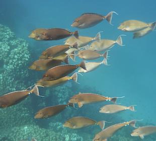 Hausriff - Nasendocktoren