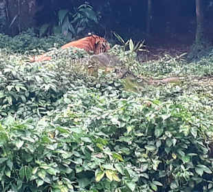 Singapur Zoo