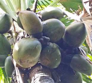 Coco de Mer im Fond Ferdinand