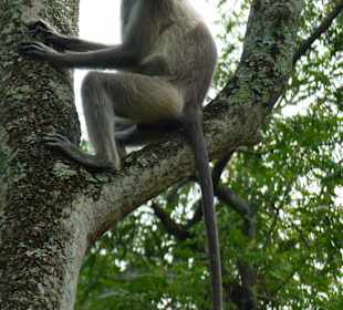 Grauer Langur