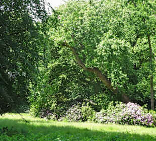 Sommeranfang im Schlossgarten Oldenburg