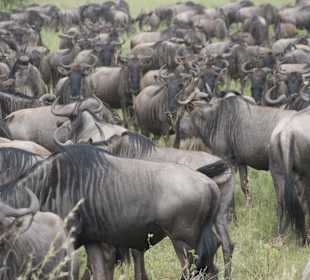 Gnuwanderng unweit der Lodge