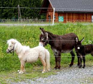 Tieren vom Streichelzoo