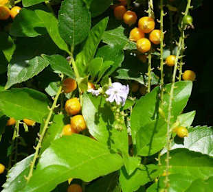 Früchte und Blüten 3