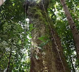 Tapajós Nationalpark