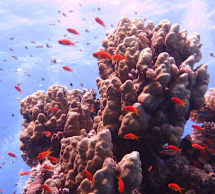 Schnorcheln Marsa Alam