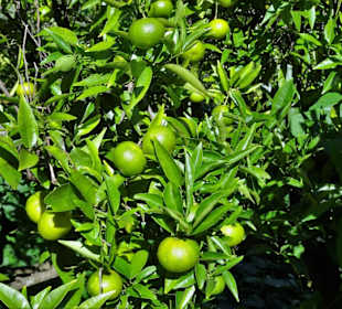 Abteilung für Nutzpflanzen