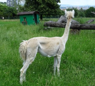 Höhenpark Killesberg