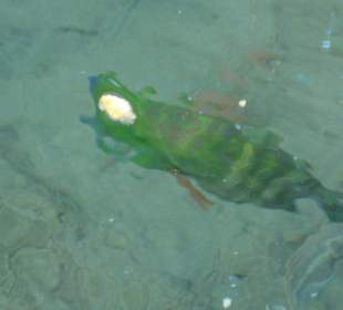 Fisch im Wasser