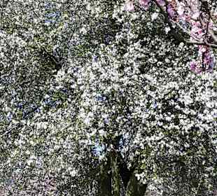 Edenkobener Mandelmeile