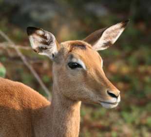 Krüger Park, Impala