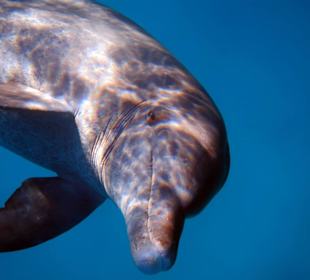 Noch frecher guckt. Was bist Du denn für einer?