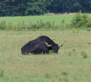 Taurusrinder