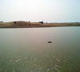 Naturschutzgebiet La Charca in Maspalomas